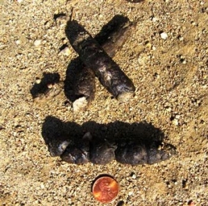 Bobcat-scat----Lake-Morena,-10-24-11_crop_web