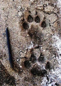 BOBCAT,-OVERSTEP-WALK----SAN-FELIPE-WASH,-3-15-08_crop_web