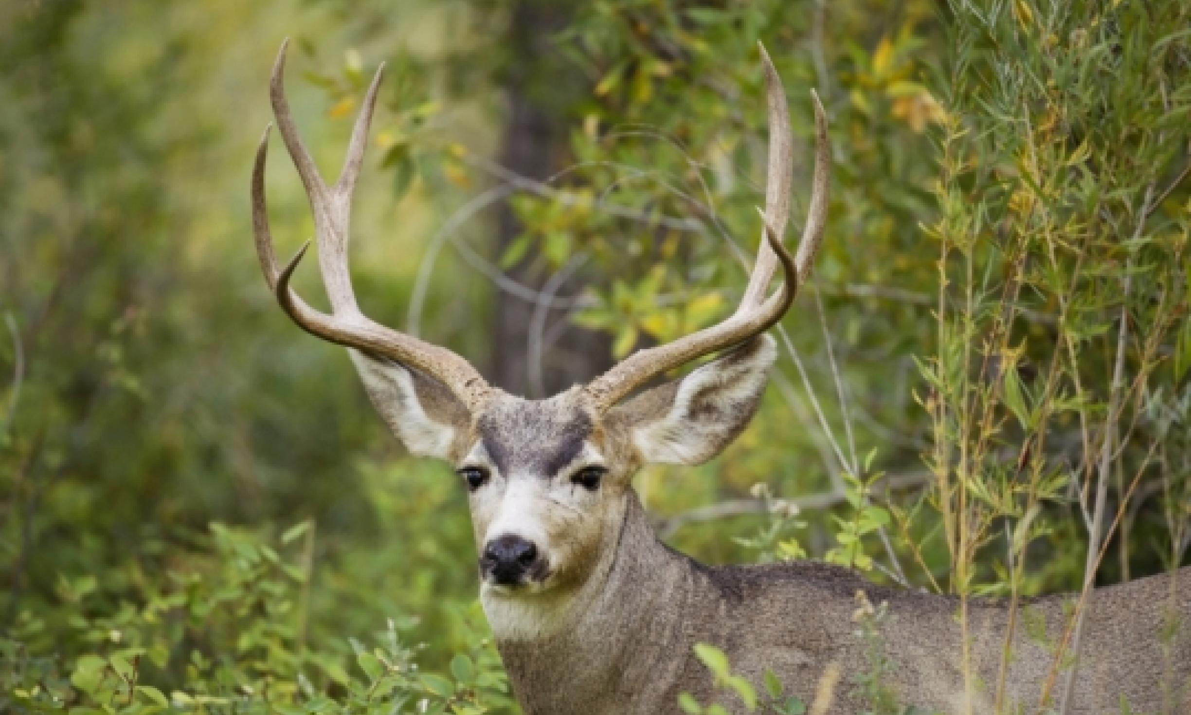blacktail deer buck