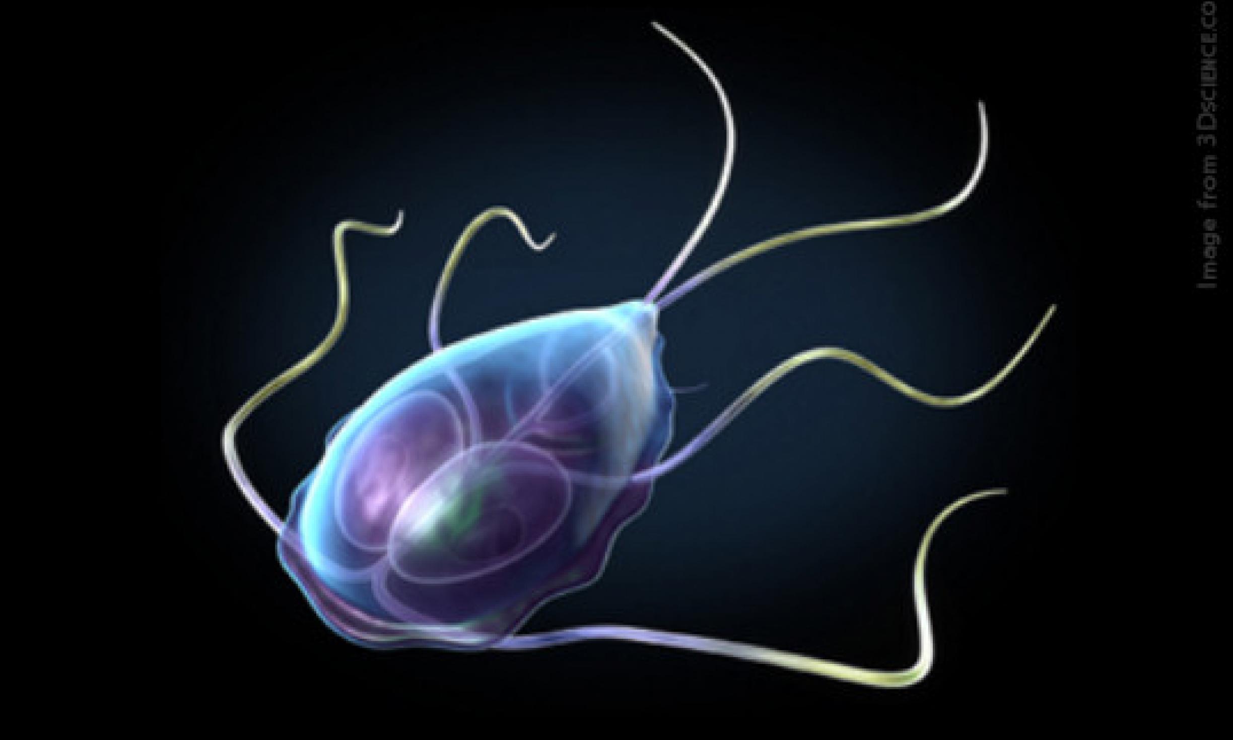 giardia simptom)