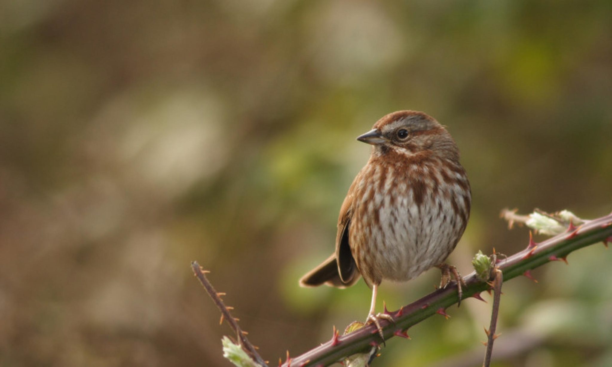 Bird Behavior Bird Language Basics » Wilderness Awareness School