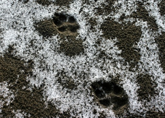 canine tracks