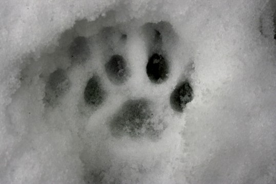 mountain lion tracks versus dog