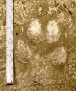 coyote paw print hind