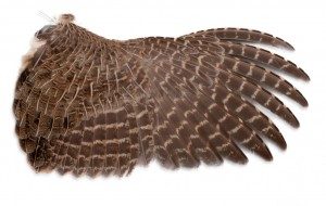 Bird Wings - What's on a Wing? » Wilderness Awareness School