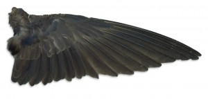 High Speed Wing