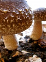 Homegrown Shitake