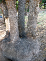  cómo hacer un roble con arco y flecha