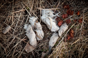 coyote scat