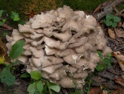 Maitake