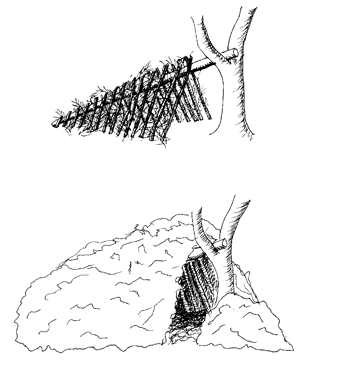 Primitive Shelter Drawing