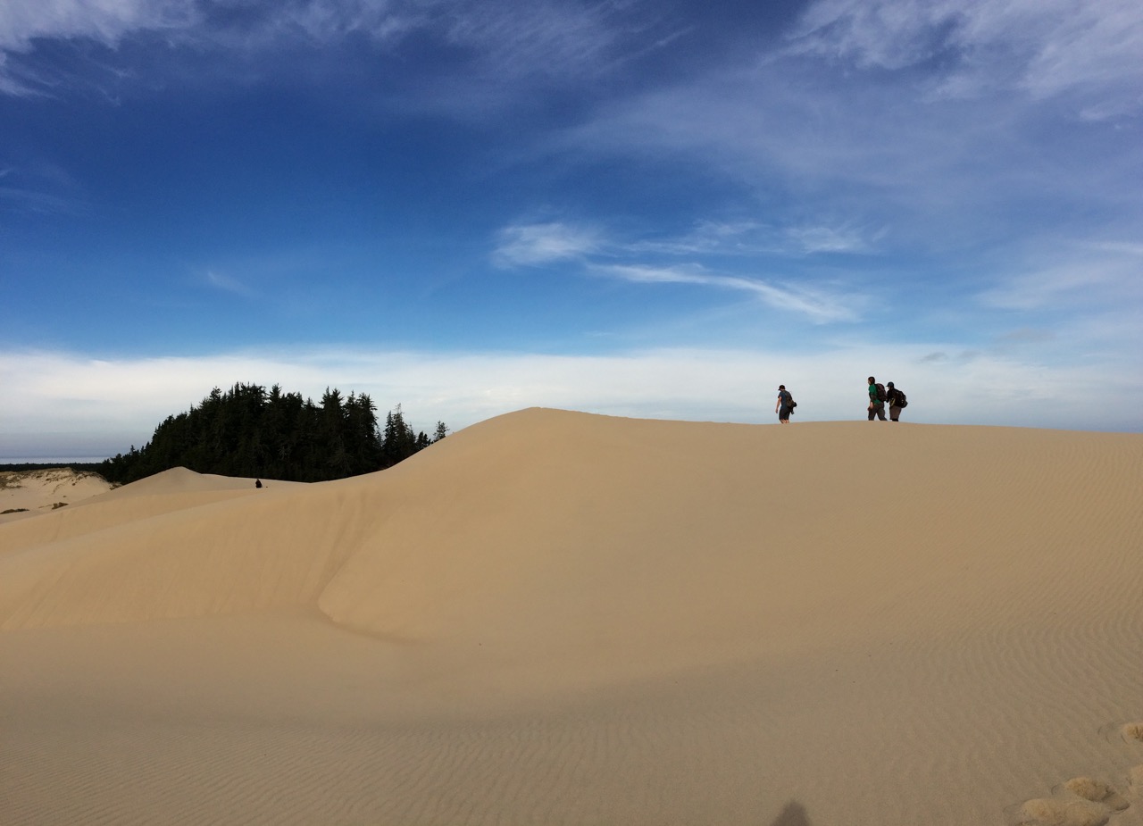 animal, tracking, dunes, wildlife