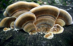 Turkey Tails