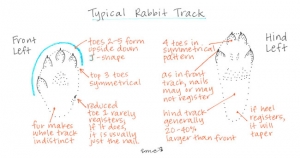 Rabbit-Track-Drawing_web