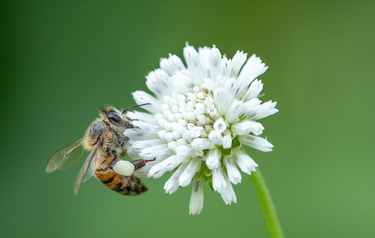 Insect Sting Treatment And Remedies Wilderness Awareness School