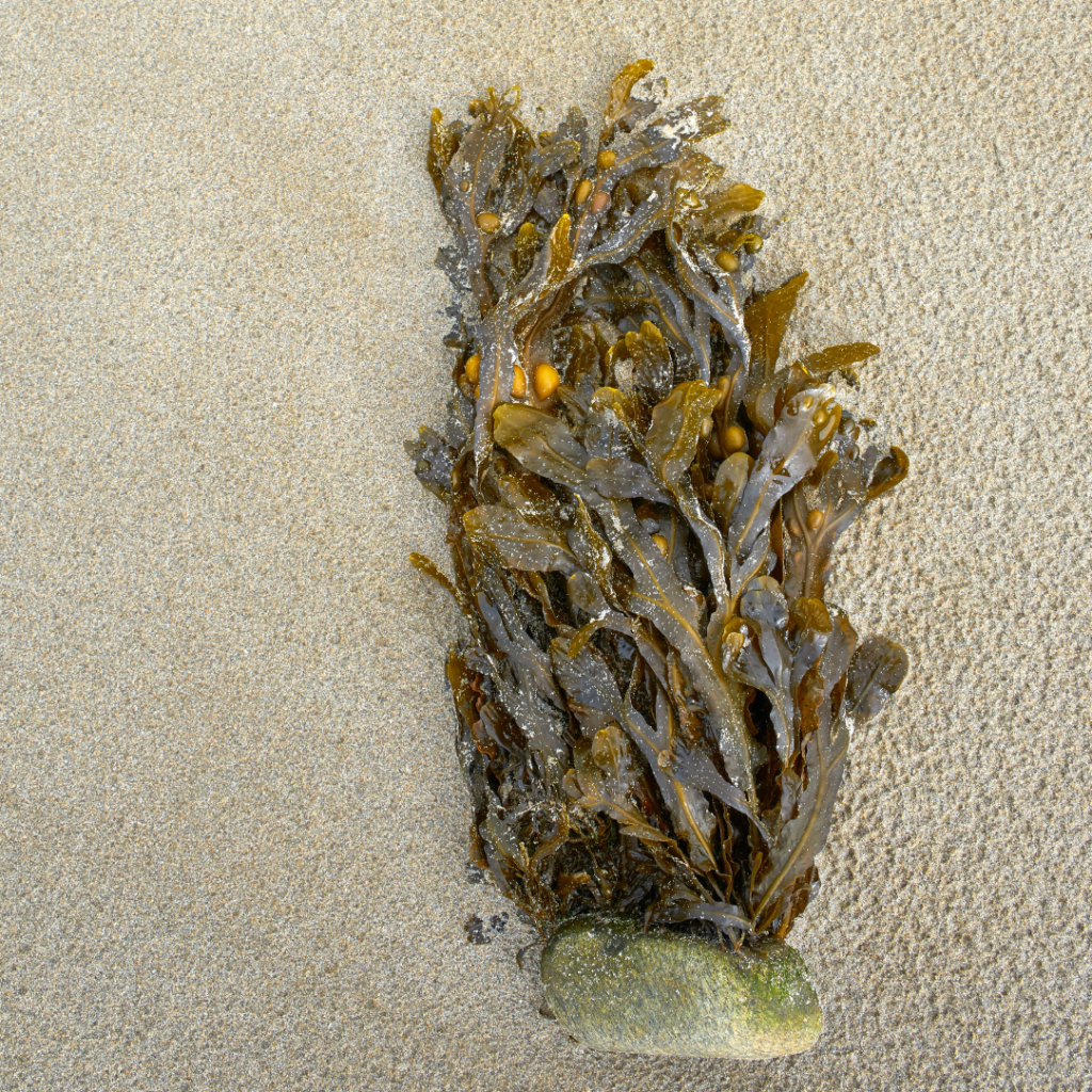 bladderwrack