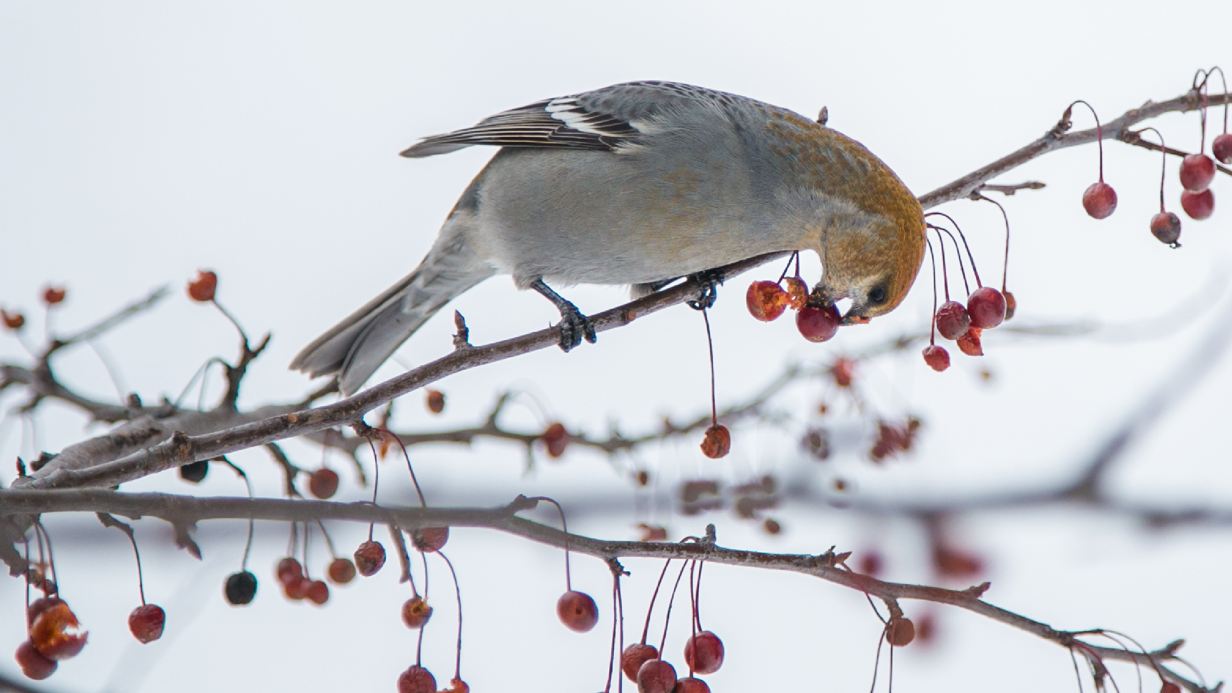 bird forages on winter berries